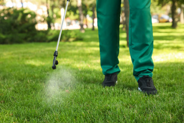 Best Ant Control Services  in Higginsville, MO