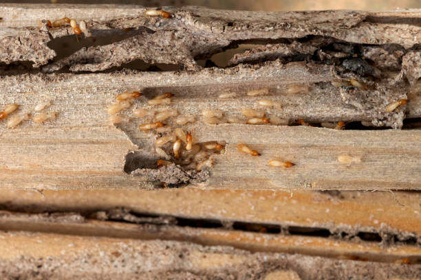 Best Pest Prevention Services  in Higginsville, MO
