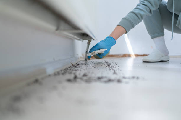 Best Termite Control Services  in Higginsville, MO